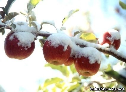 яблоки в снегу